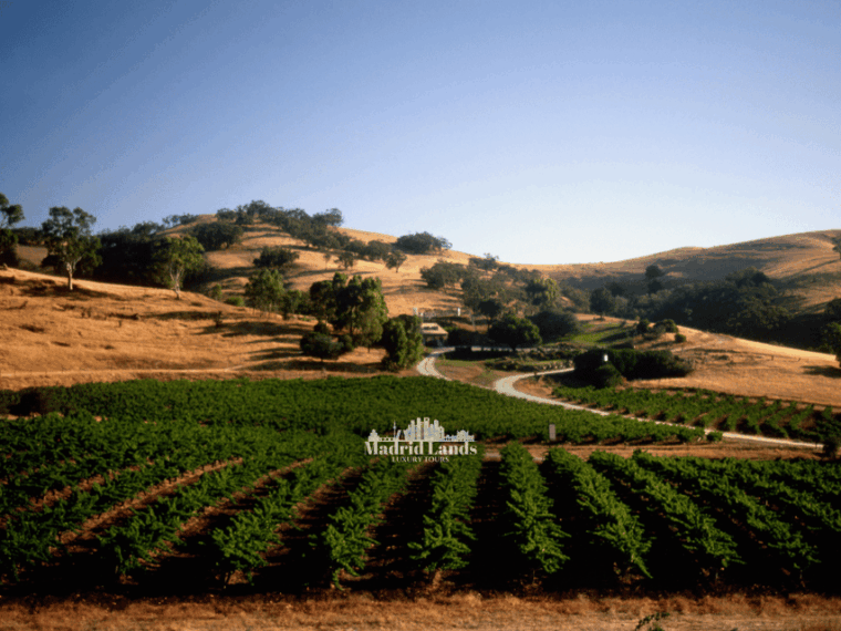 Madrid: Luxury Winery Emilio Moro Tour - Premium Wine Tasting at Emilio Moro Winery