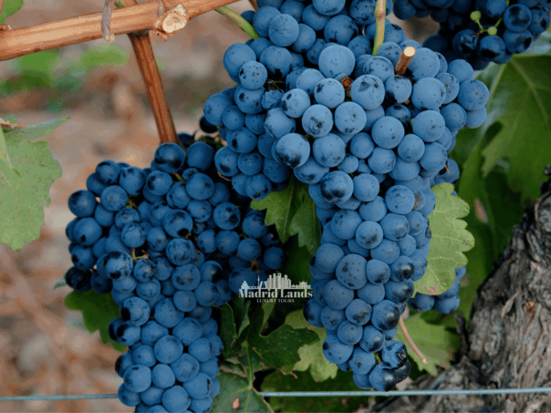Madrid: Luxury Winner and Ribera Del Duero Tour - Key Points