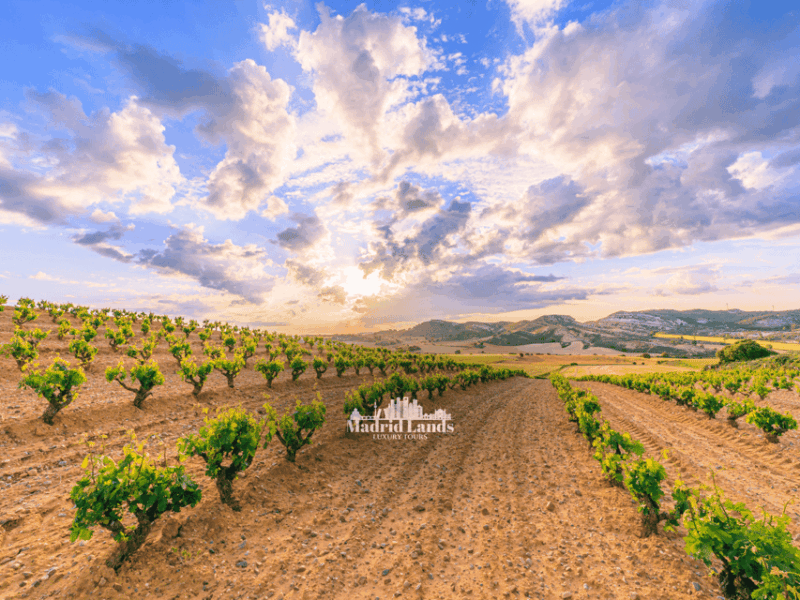 Madrid: Luxury Winner and Ribera Del Duero Tour - Itinerary