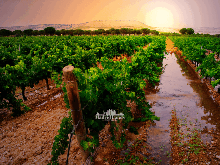 Madrid: Luxury Winner and Ribera Del Duero Tour - Wine Tasting Experiences