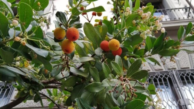 Madrid: Manzanares Rivers Story - A Self Guided Audio Tour - Transportation
