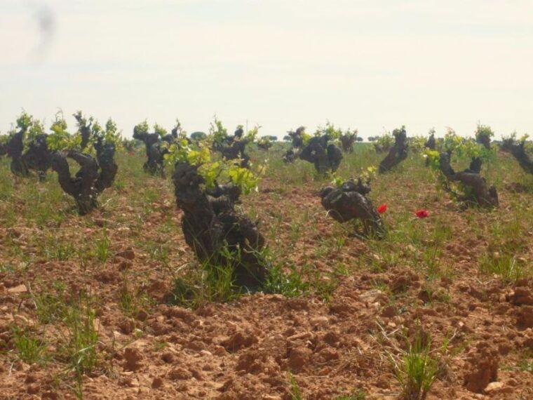 Madrid: Regional Madrid Wineries Guided Tour and Tastings - Whats Included and Not Suitable for Children