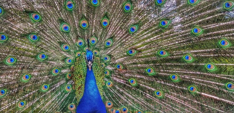 Madrid: Retiro Park Guided Tour With a Photographer - Itinerary Highlights