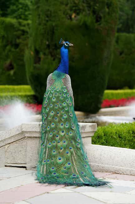 Madrid: Retiro Park Guided Walking Tour with Gourmet Tapas - Gastronomic Delights: Gourmet Tapas and Drinks