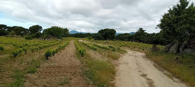 Madrid Wine Tour: Discover Unique Local Wineries & Tastings - Who is This Tour Best For?