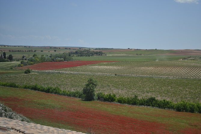 Madrid Wineries Private Tour with Hotel Pickup and Lunch - Who Would Love This Tour?