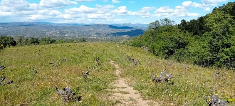 Madrid Winery Tour: Visit & Tasting With Sommelier Guide - The Itinerary in Detail