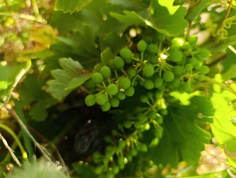 Madrid Winery Tour: Visit & Tasting With Sommelier Guide - What Reviewers Love Most