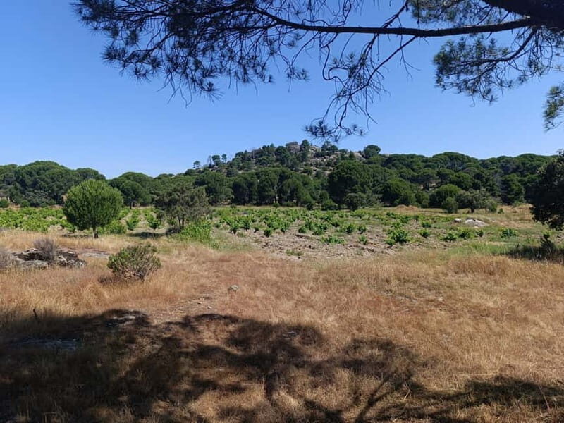 Madrid Winery Tour: Visit & Tasting With Sommelier Guide - Who Should Consider This Tour?