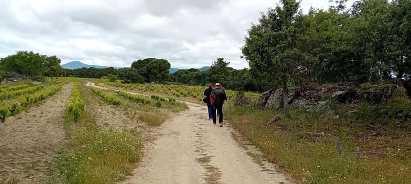 Madrid Winery Tour: Visit & Tasting With Sommelier Guide - FAQs