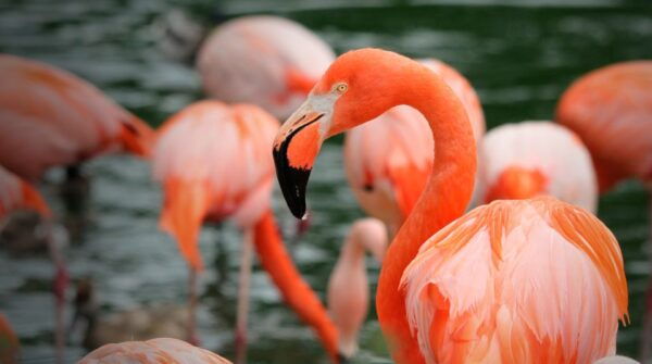 Madrid: Zoo Aquarium Madrid Ticket - Tips and Recommendations