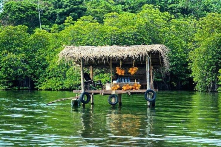 Madu River Boat Safari From Colombo Port Passenger Terminal. - Biodiversity and Attractions