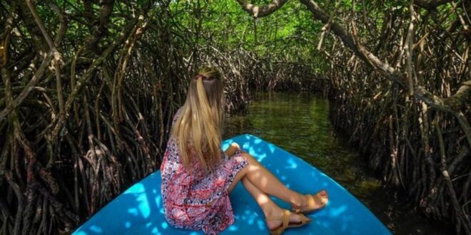 Madu River Safari and Turtle Farm Tour From Colombo - Visit to Turtle Hatchery in Kosgoda