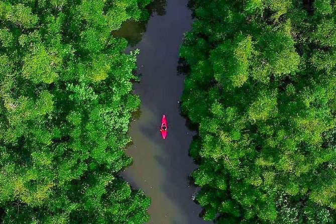 Madu River Sunrise Mangrove Kayaking From Bentota - Background