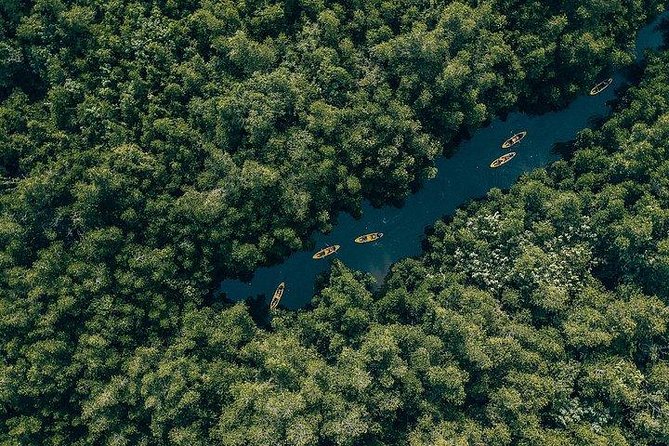 Madu River Sunrise Mangrove Kayaking From Colombo - Tips for a Memorable Kayaking Experience