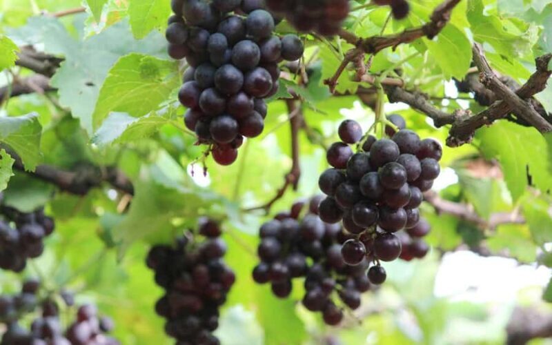 Madurai to Grapes Garden, Vaigai Dam & Suruli Falls Day Tour - FAQ