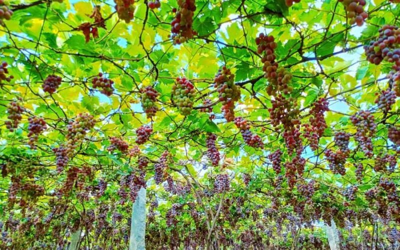 Madurai to Grapes Garden, Vaigai Dam & Suruli Falls Day Tour - Introduction: A Taste of Tamil Nadu’s Countryside Charm