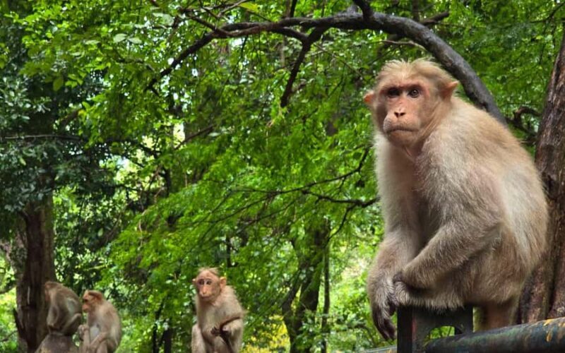 Madurai to Grapes Garden, Vaigai Dam & Suruli Falls Day Tour - FAQ