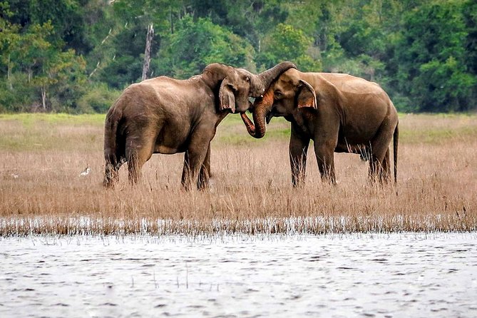 Maduru Oya National Park Private Safari - Exploring Maduru Oya National Park