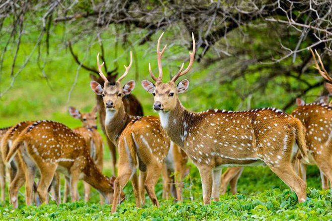 Maduru Oya National Park Private Safari - Directions to Maduru Oya National Park