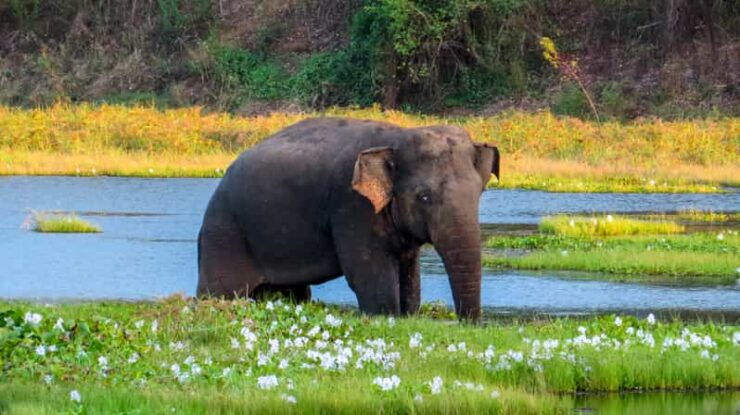 Maduru Oya National Park Private Safari With Naturalist - Safari Highlights