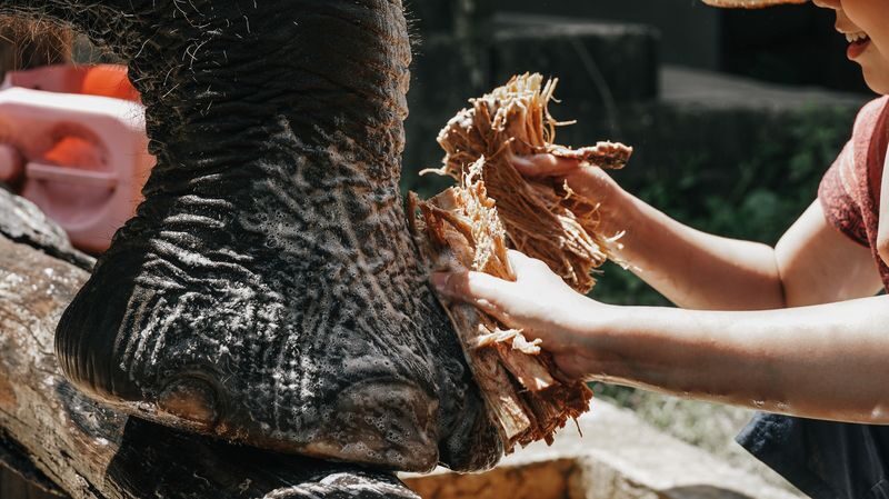 Maerim Elephant Home Chiang Mai - A close encounter, not a quiet wildlife watch
