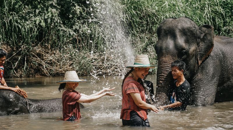 Maerim Elephant Home Chiang Mai - What the welfare claim does, and does not, tell you