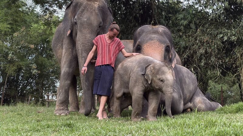 Maerim Elephant Home Chiang Mai - Should you book it?