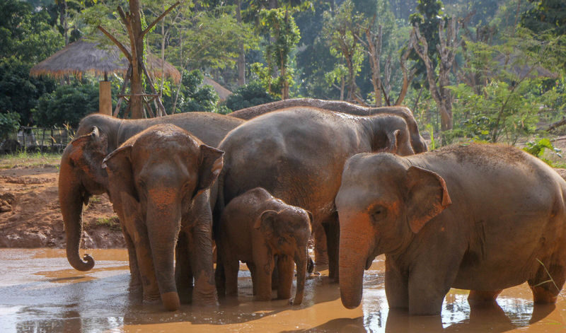 Maerim Elephant Sanctuary Experience in Chiang Mai - The useful details at a glance