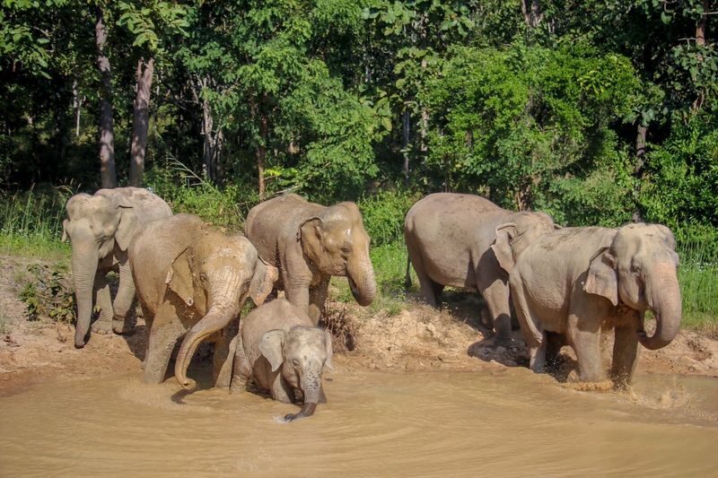 Maerim Elephant Sanctuary Experience in Chiang Mai - Meeting rescued elephants in Mae Rim