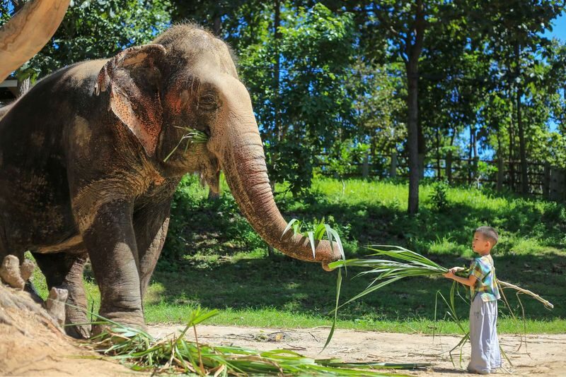 Maerim Elephant Sanctuary Experience in Chiang Mai - Getting there and choosing a departure time