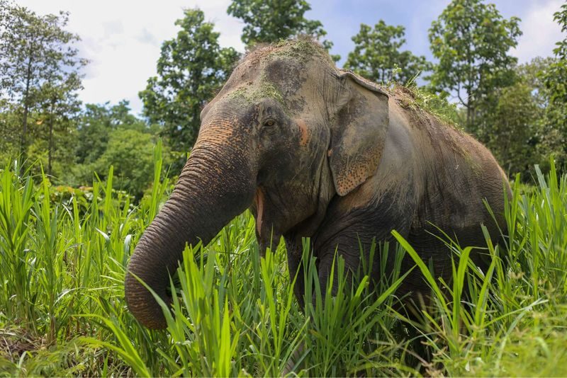 Maerim Elephant Sanctuary Experience in Chiang Mai - Should you book Maerim Elephant Sanctuary?