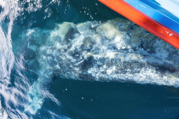 Magdalena Bay: Grey Whale Encounter - Experience Highlights