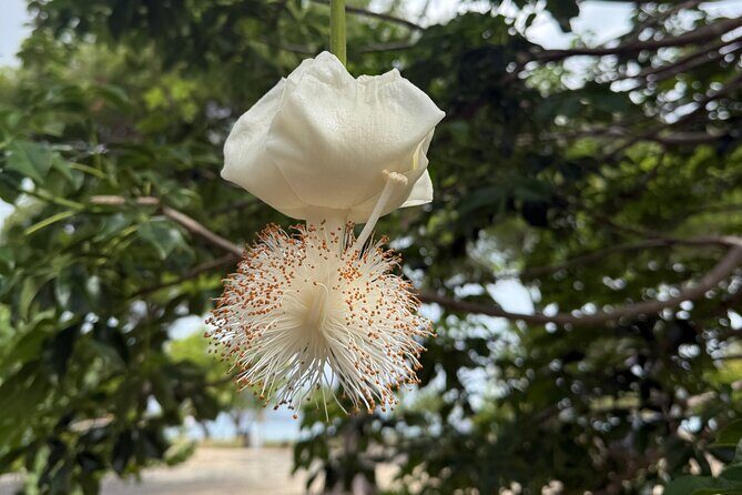 Magens Bay Nature Walk & premium hands-free Hobie Kayak Adventure - What Past Travelers Say