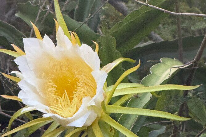 Magens Bay Nature Walk & premium hands-free Hobie Kayak Adventure - FAQ