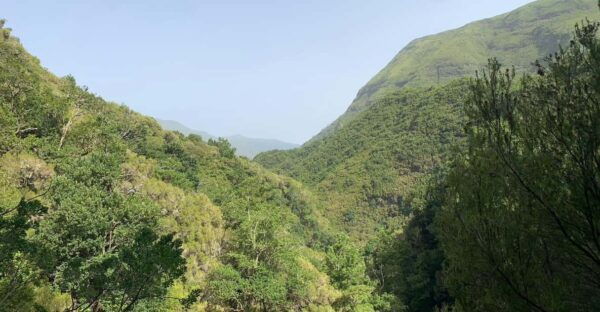 Magic Fanal Forest and Porto Moniz Lava Pool – West Side - Important Trip Details