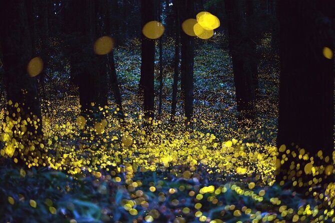 Magic Fireflies & Visit a Historic Hacienda Tour from Mexico City - Good To Know