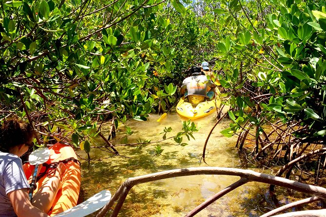 Magic Mangrove Paddle in Beef Island Lagoon - Immersive and Educational Tour