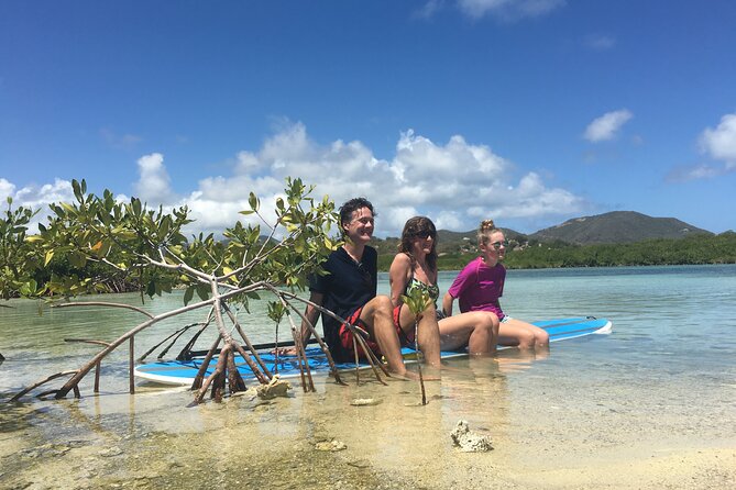 Magic Mangrove Paddle in Beef Island Lagoon - Small Group Setting for Personalized Experience