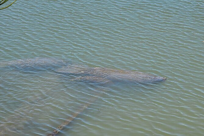 Magic of Nature Guided Kayak Eco Tour - Who Should Consider This Tour?