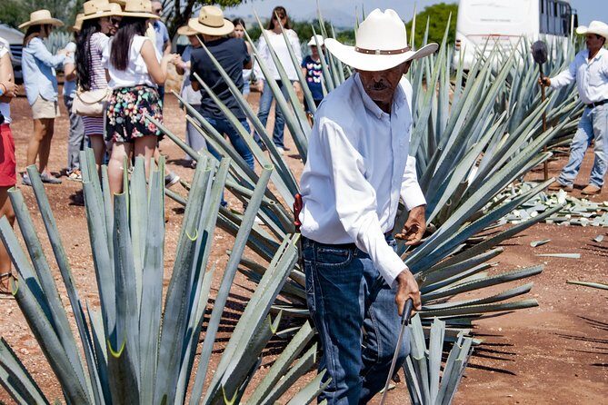 Magic Town Tequila and Agave Fields - Introduction