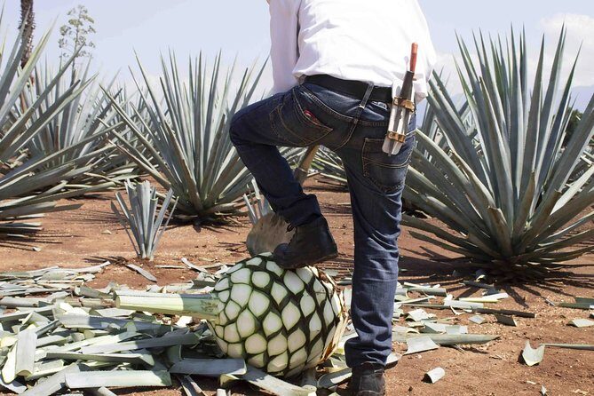 Magic Town Tequila and Agave Fields - Good To Know