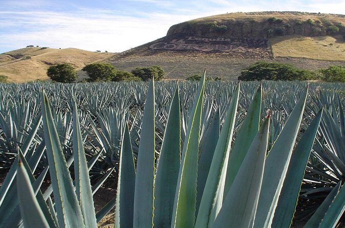 Magic Town Tequila and Agave Fields - FAQ
