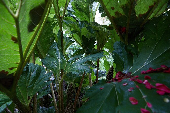 Magical and Exclusive Private Visit to the Fonte Baxa Garden, Luarca - Photography Opportunities