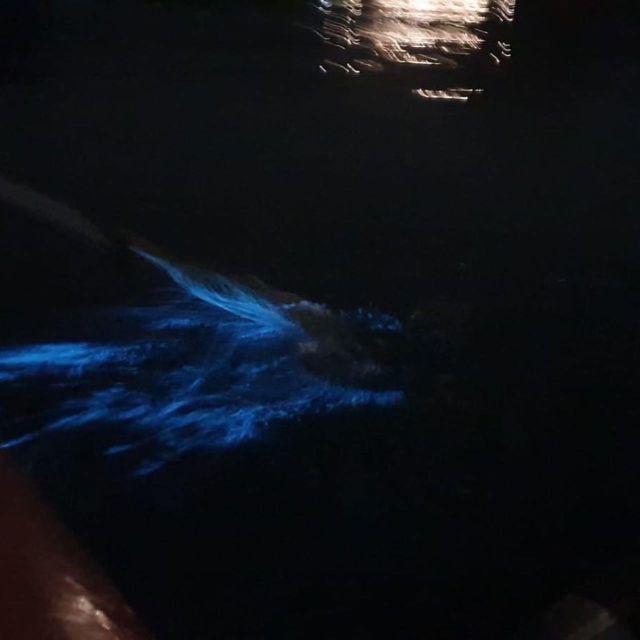 Magical Bioluminescence Plankton Tour - Activity Details and Booking Information