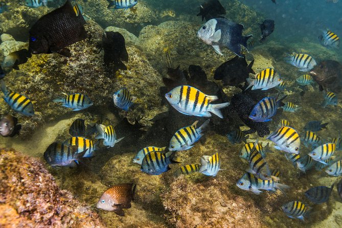 Magical Cenote and Paradise Lagoon Snorkeling Adventure - Common Questions