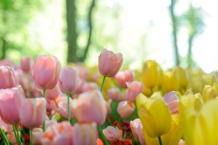 Magical Delft and the Keukenhof Estate: Tulips Galore - A Floral Paradise: Keukenhof Estate