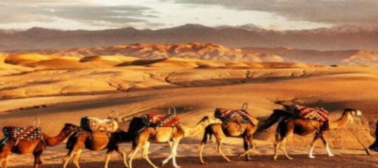 Magical Dinner in Marrakech Desert and Camel Ride at Sunset - Customer Reviews and Feedback