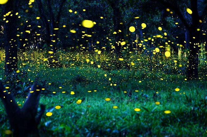 Magical Fireflies Tour - The Sum Up