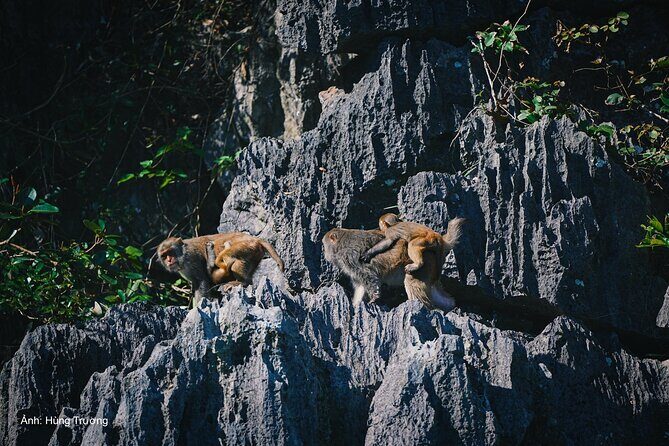 Magical Halong Bay Escape 4-Hour Cruise with Kayak & Cave Visit - The Itinerary in Detail: What to Expect